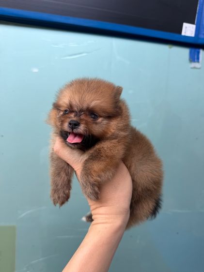 ปอมจิ๋วๆ รูปที่ 2