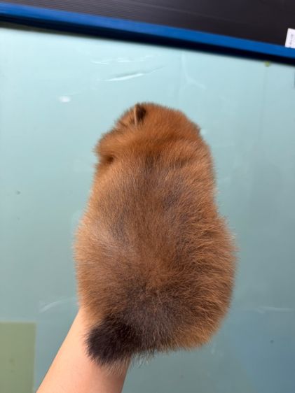 ปอมจิ๋วๆ รูปที่ 3