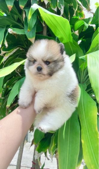 ปอมเมอเรเนียน (Pomeranian) เล็ก ปอมแท้