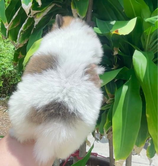 ปอมแท้ รูปที่ 3