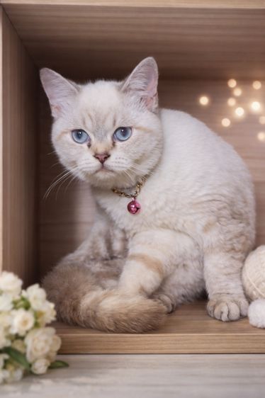 สก็อตติช โฟลด์ (Scottish Fold) Scottish สายหวาน หน้าฟรุ้งฟริ้งสุด