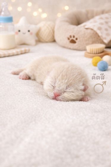 Scottish รูปที่ 6