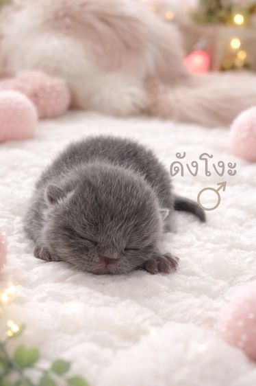 สก็อตติช โฟลด์ (Scottish Fold) Scottish