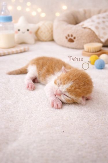 Scottish รูปที่ 2