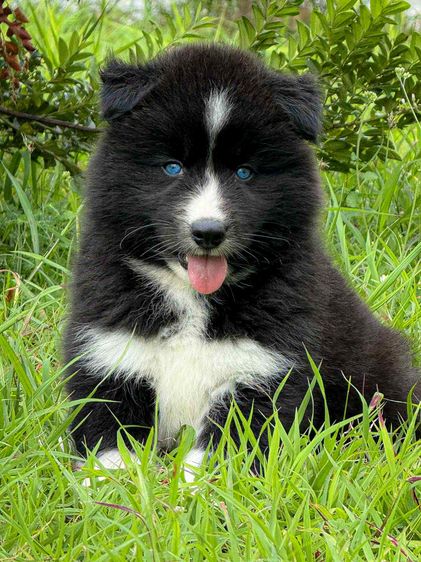 ไซบีเรียน ฮัสกี้ เกรดพรีเมียม  Siberian Husky Puppies for Sale รูปที่ 9