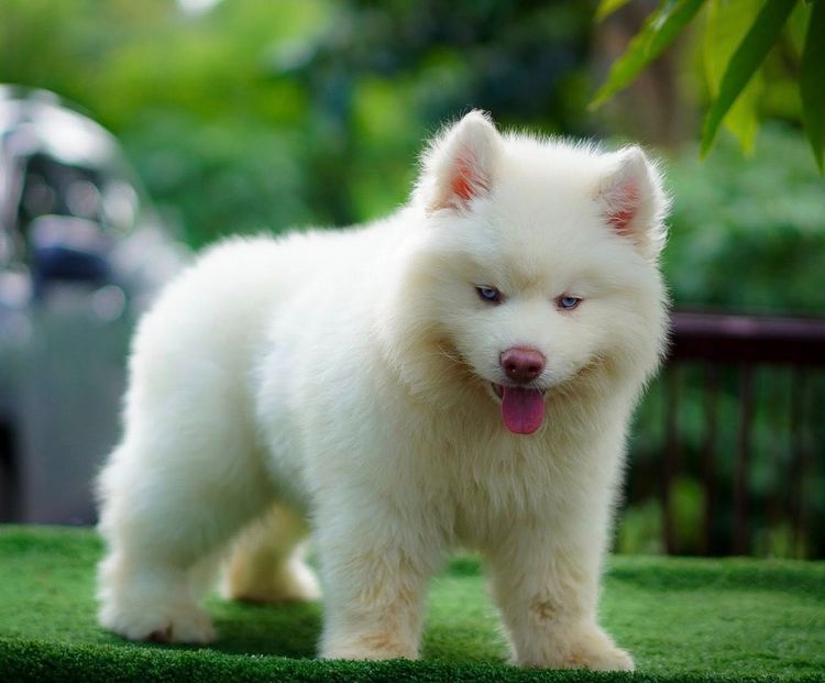 ไซบีเรียน ฮัสกี้ เกรดพรีเมียม  Siberian Husky Puppies for Sale รูปที่ 13