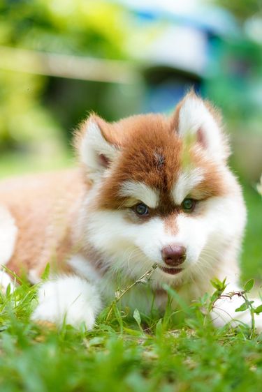 ไซบีเรียน ฮัสกี้ เกรดพรีเมียม  Siberian Husky Puppies for Sale รูปที่ 12