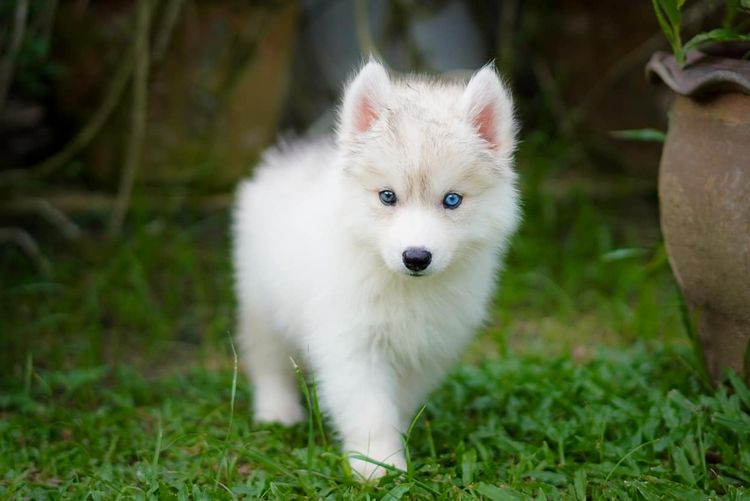 ไซบีเรียน ฮัสกี้ เกรดพรีเมียม  Siberian Husky Puppies for Sale รูปที่ 10