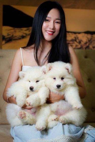ไซบีเรียน ฮัสกี้ (Siberian Husky) เล็ก ไซบีเรียน ฮัสกี้ เกรดพรีเมียม  Siberian Husky Puppies for Sale