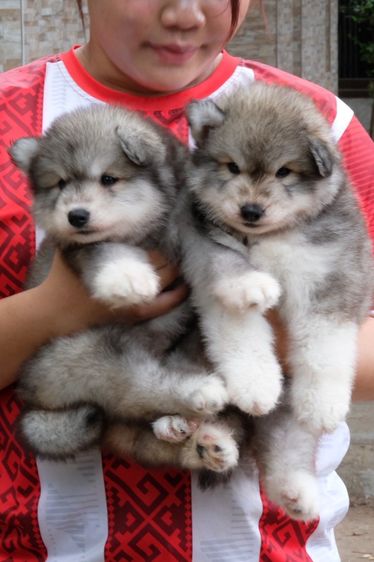 ไซบีเรียน ฮัสกี้ เกรดพรีเมียม  Siberian Husky Puppies for Sale รูปที่ 4
