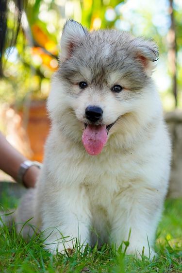 ไซบีเรียน ฮัสกี้ เกรดพรีเมียม  Siberian Husky Puppies for Sale รูปที่ 7