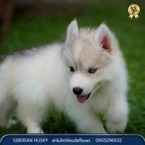 ไซบีเรียน ฮัสกี้ เกรดพรีเมียม  Siberian Husky Puppies for Sale รูปที่ 8