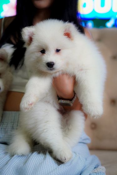 ไซบีเรียน ฮัสกี้ เกรดพรีเมียม  Siberian Husky Puppies for Sale รูปที่ 5