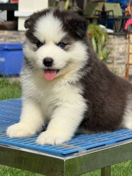 Black and White Siberian Husky  Top Quality รูปที่ 4