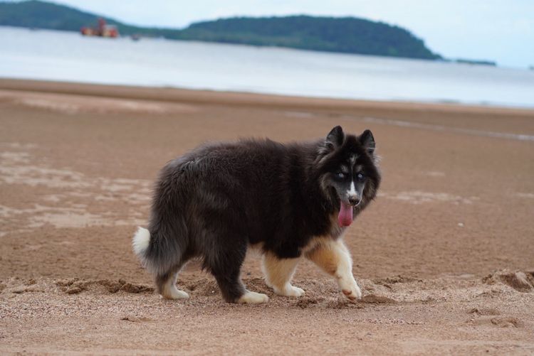 Black and White Siberian Husky  Top Quality รูปที่ 7