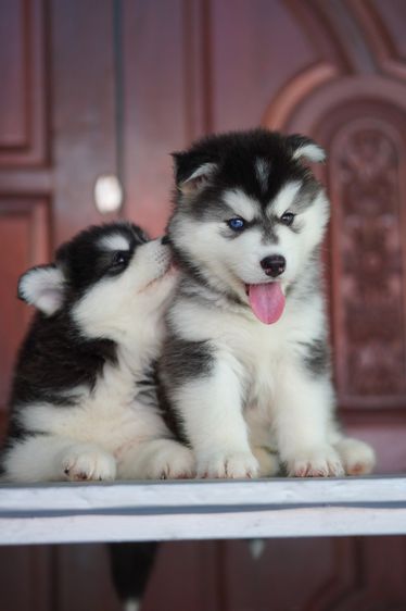 Black and White Siberian Husky  Top Quality รูปที่ 10