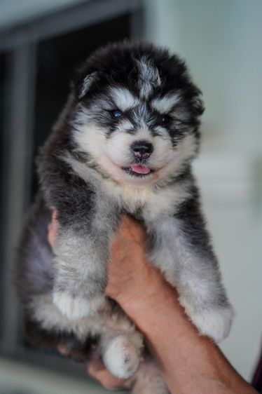 Black and White Siberian Husky  Top Quality รูปที่ 16