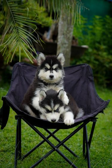 Black and White Siberian Husky  Top Quality รูปที่ 15