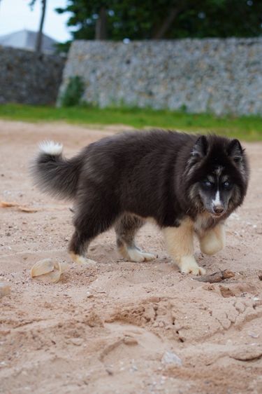 Black and White Siberian Husky  Top Quality รูปที่ 12