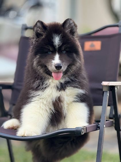 Black and White Siberian Husky  Top Quality รูปที่ 6