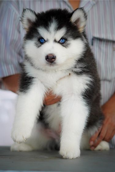 Black and White Siberian Husky  Top Quality รูปที่ 5