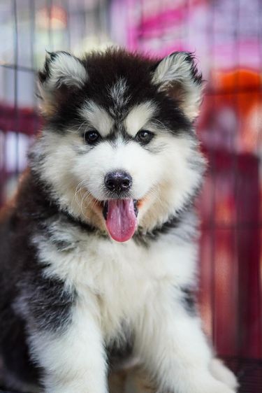 Black and White Siberian Husky  Top Quality รูปที่ 11