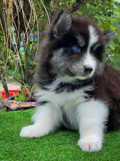 Black and White Siberian Husky  Top Quality รูปที่ 2