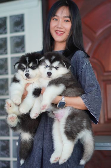 Black and White Siberian Husky  Top Quality รูปที่ 14