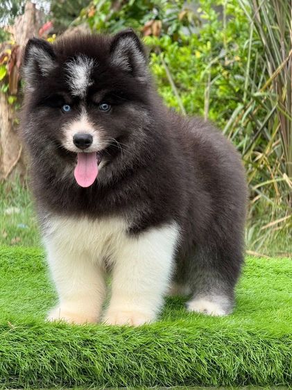 Black and White Siberian Husky  Top Quality รูปที่ 3
