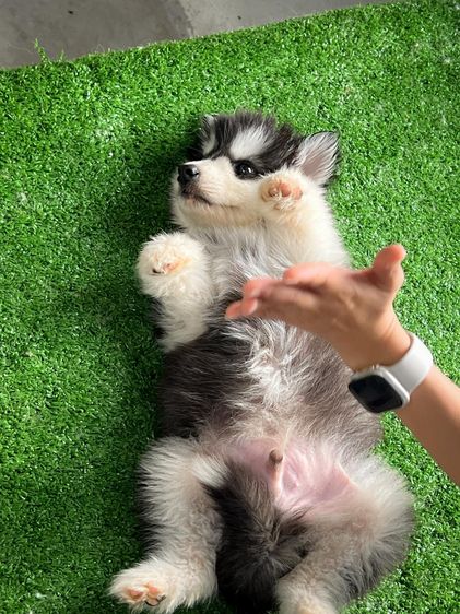 Black and White Siberian Husky  Top Quality รูปที่ 13