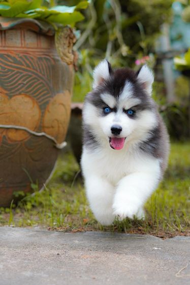 Black and White Siberian Husky  Top Quality รูปที่ 8