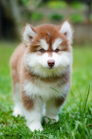 Copper Siberian Husky Rare Beautiful 🧡 รูปที่ 3