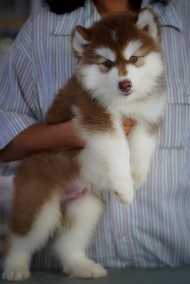 Copper Siberian Husky Rare Beautiful 🧡 รูปที่ 7