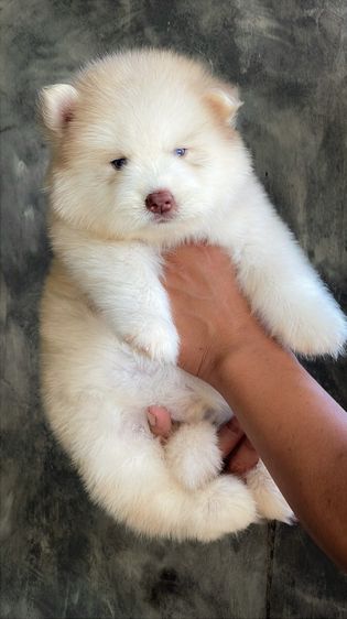 Copper Siberian Husky Rare Beautiful 🧡 รูปที่ 6