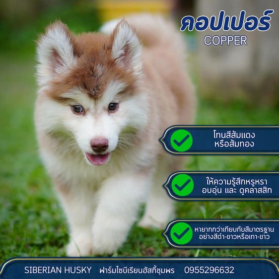 Copper Siberian Husky Rare Beautiful 🧡 รูปที่ 2