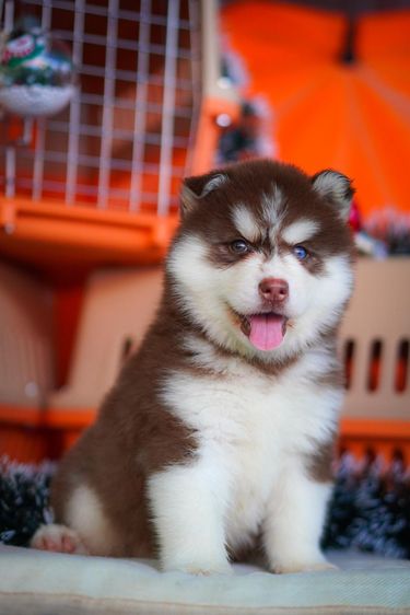 Copper Siberian Husky Rare Beautiful 🧡 รูปที่ 9