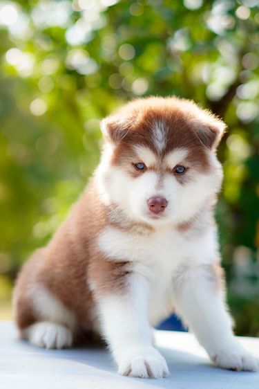 Copper Siberian Husky Rare Beautiful 🧡