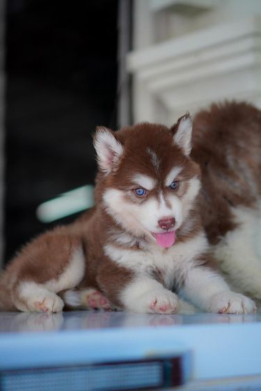 Copper Siberian Husky Rare Beautiful 🧡 รูปที่ 8