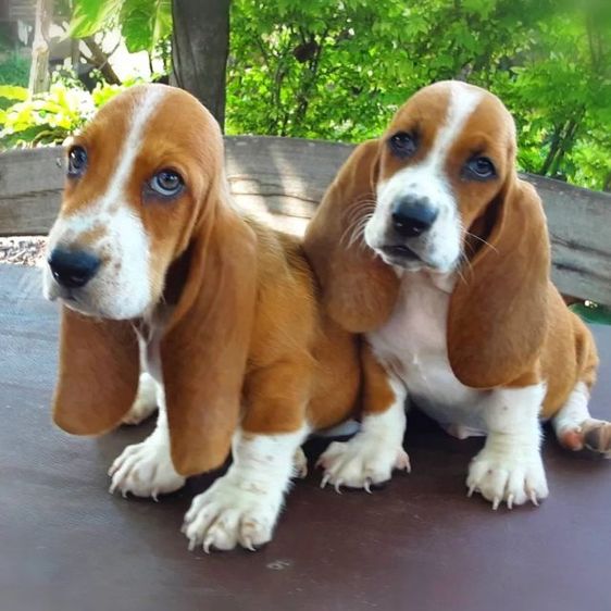 บาสเซ็ตฮาวด์ รูปที่ 2