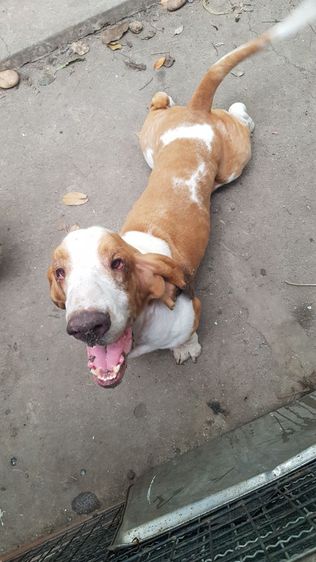 บาสเซ็ตฮาวด์ รูปที่ 3