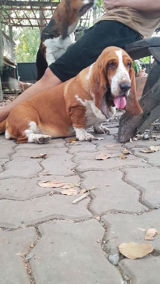 บาสเซ็ตฮาวด์ รูปที่ 4