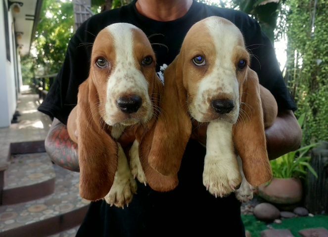 บาสเซ็ตฮาวด์ รูปที่ 5