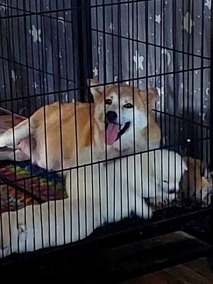 ชิบะอินุเพศผู้ 3 เพศเมีย 1 รูปที่ 3