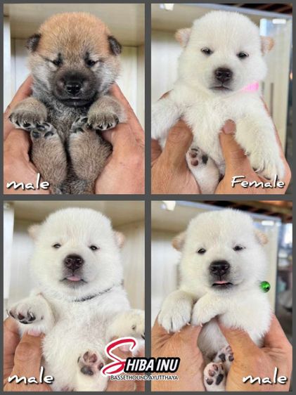 ชิบะอินุเพศผู้ 3 เพศเมีย 1 รูปที่ 2