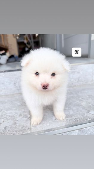 ปอมเมเรเนียน รูปที่ 2