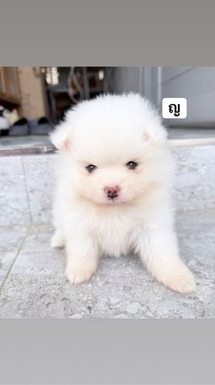 ปอมเมเรเนียน รูปที่ 3