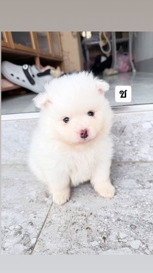 ปอมเมอเรเนียน (Pomeranian) เล็ก ปอมเมเรเนียน
