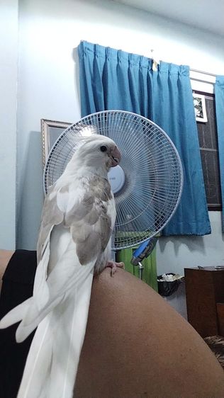 นกบ้าน เชื่องวัย 1-2 เดือน รูปที่ 7