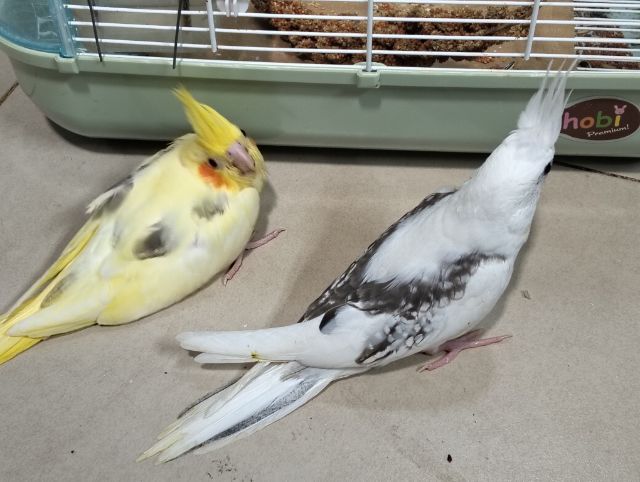 นกบ้าน เชื่องวัย 1-2 เดือน รูปที่ 3