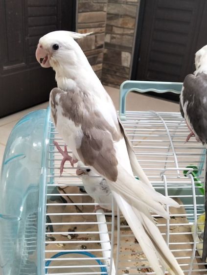 นกบ้าน เชื่องวัย 1-2 เดือน รูปที่ 6